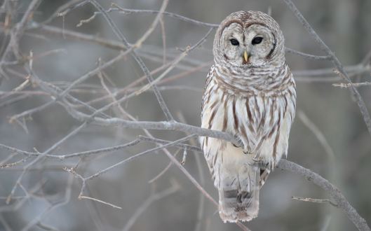 winter and the white owl